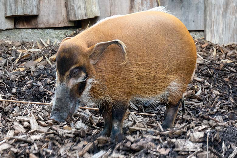 Pinselohrschwein am 1. August 2021 auf der Außenanlage im Grünen Zoo Wuppertal
