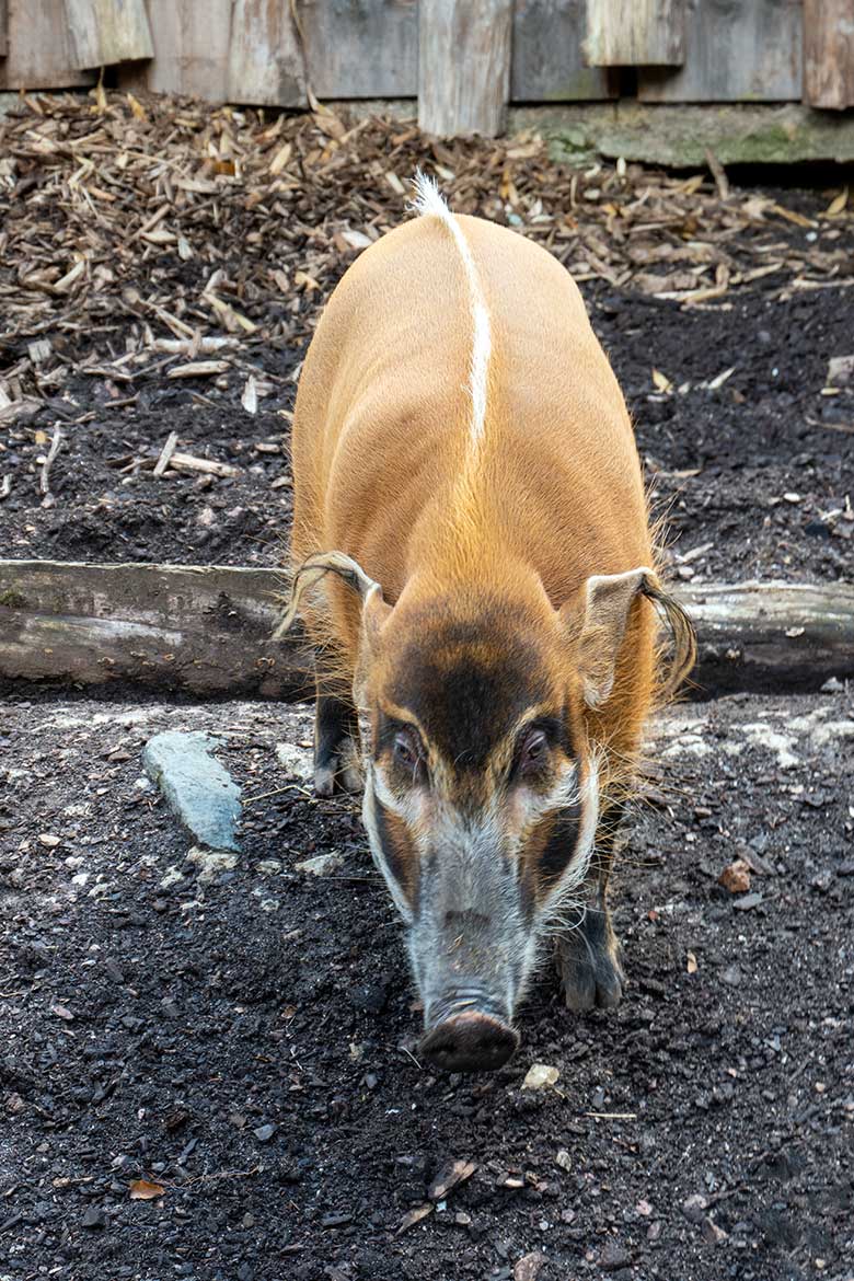 Pinselohrschwein am 1. August 2021 auf der Außenanlage im m Wuppertaler Zoo