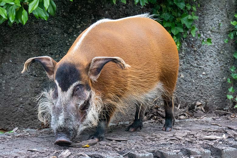 Pinselohrschwein am 22. August 2021 auf der unteren Außenanlage im Zoologischen Garten Wuppertal