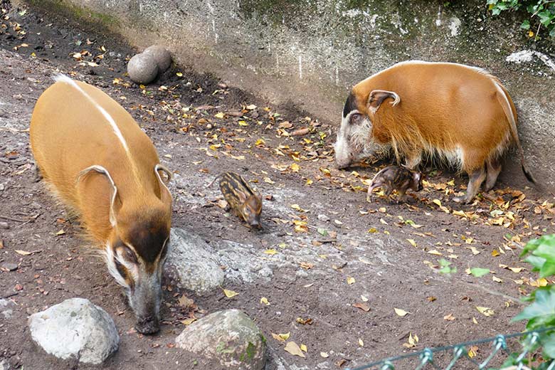 Pinselohrschwein-Eber EBERHART und Pinselohrschwein-Sau SISSI mit zwei Pinselohrschwein-Frischlingen am 5. September 2021 auf der Außenanlage im Wuppertaler Zoo