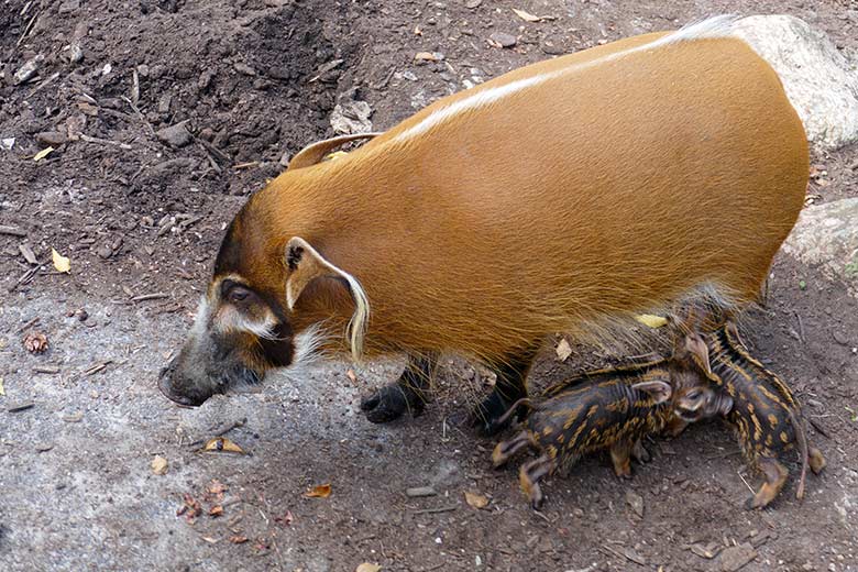 Pinselohrschwein mit zwei Pinselohrschwein-Ferkeln am 5. September 2021 auf der Außenanlage im Zoo Wuppertal