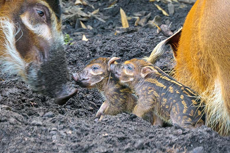 Pinselohrschweine mit zwei Jungtieren am 5. September 2021 auf der Außenanlage im Zoo Wuppertal