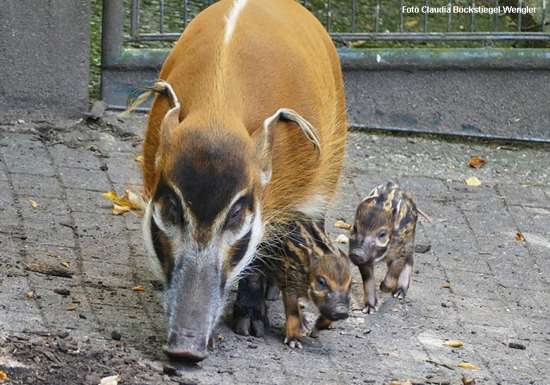 Pinselohrschweinchen am 6. September 2021 auf der Außenanlage im Grünen Zoo Wuppertal (Foto Claudia Böckstiegel-Wengler)