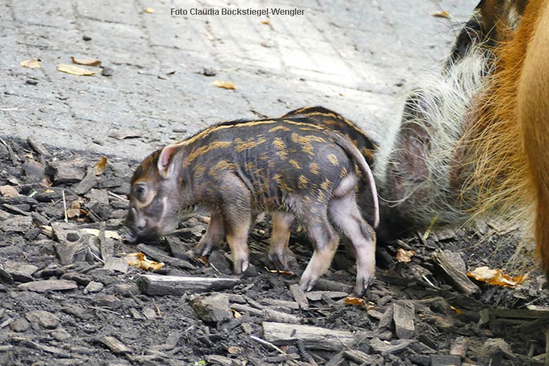 Pinselohrschweinchen am 6. September 2021 auf der Außenanlage im Wuppertaler Zoo (Foto Claudia Böckstiegel-Wengler)