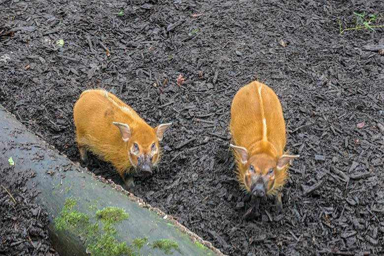 Zwei junge männliche Pinselohrschweine am 13. Dezember 2021 auf der Außenanlage im Grünen Zoo Wuppertal