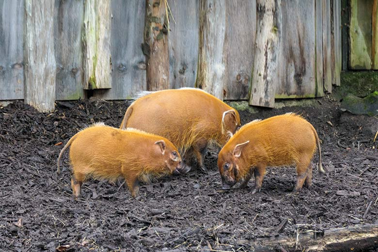 Pinselohrschwein-Sau SISSI (hinten) mit den zwei jungen männlichen Pinselohrschweinen am 13. Dezember 2021 auf der Außenanlage im Wuppertaler Zoo