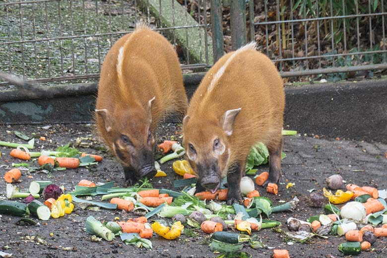 Zwei junge Pinselohrschweine am 8. Januar 2022 auf der Außenanlage im Zoologischen Garten der Stadt Wuppertal
