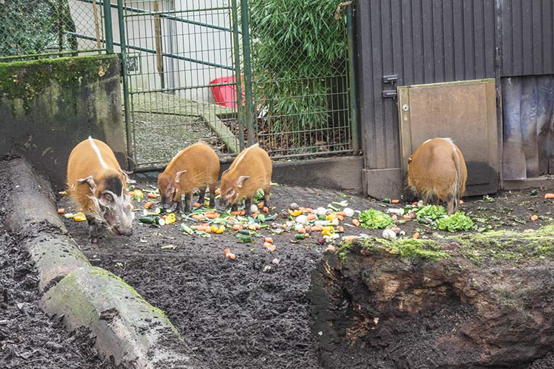 Vier Pinselohrschweine am 8. Januar 2022 auf der Außenanlage im Grünen Zoo Wuppertal