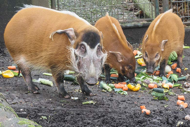 Männliches Pinselohrschwein und zwei Jungtiere am 8. Januar 2022 auf der Außenanlage im Zoo Wuppertal