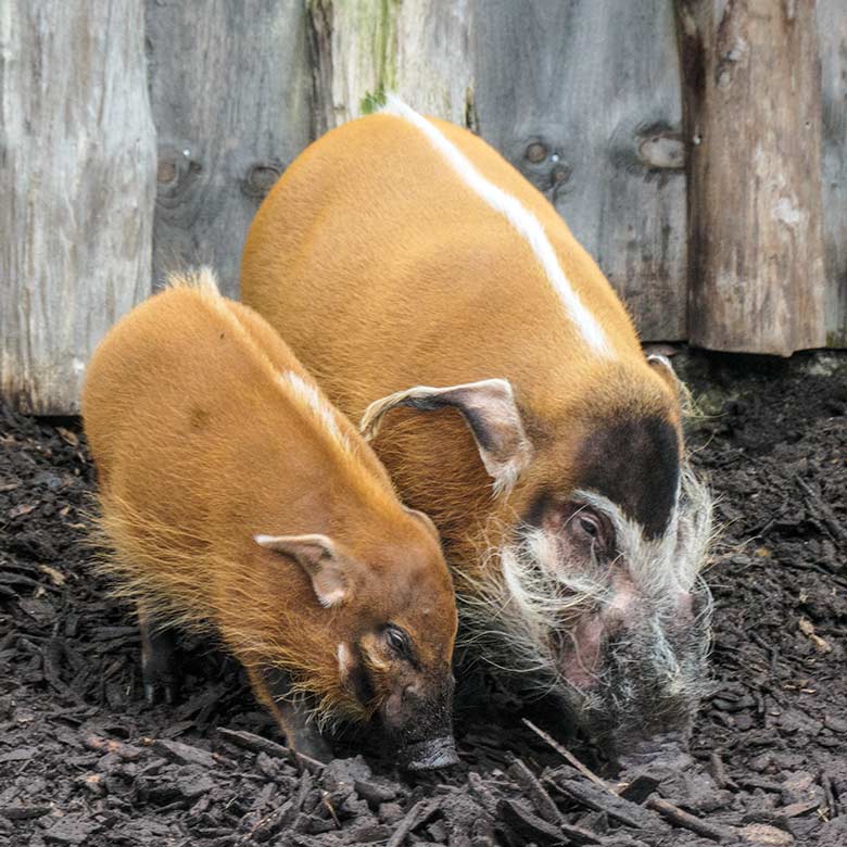 Pinselohrschwein mit Jungtier am 15. Januar 2022 auf der Außenanlage im Zoologischen Garten Wuppertal