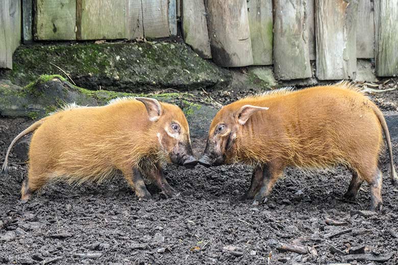 Zwei junge Pinselohrschweine am 15. Januar 2022 auf der Außenanlage im Grünen Zoo Wuppertal