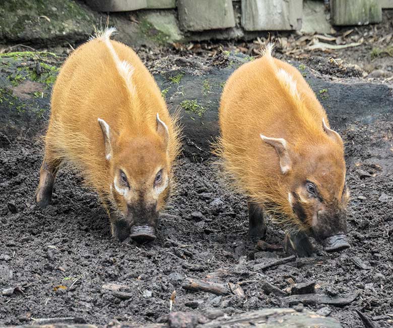 Zwei junge Pinselohrschweine am 15. Januar 2022 auf der Außenanlage im Zoo Wuppertal