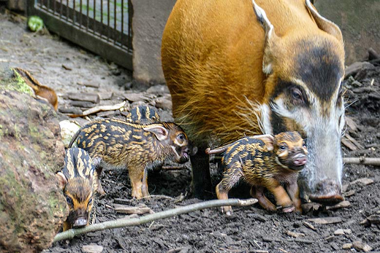 Pinselohrschwein mit Jungtieren am 7. Juni 2022 auf der oberen Außenanlage im Zoologischen Garten Wuppertal