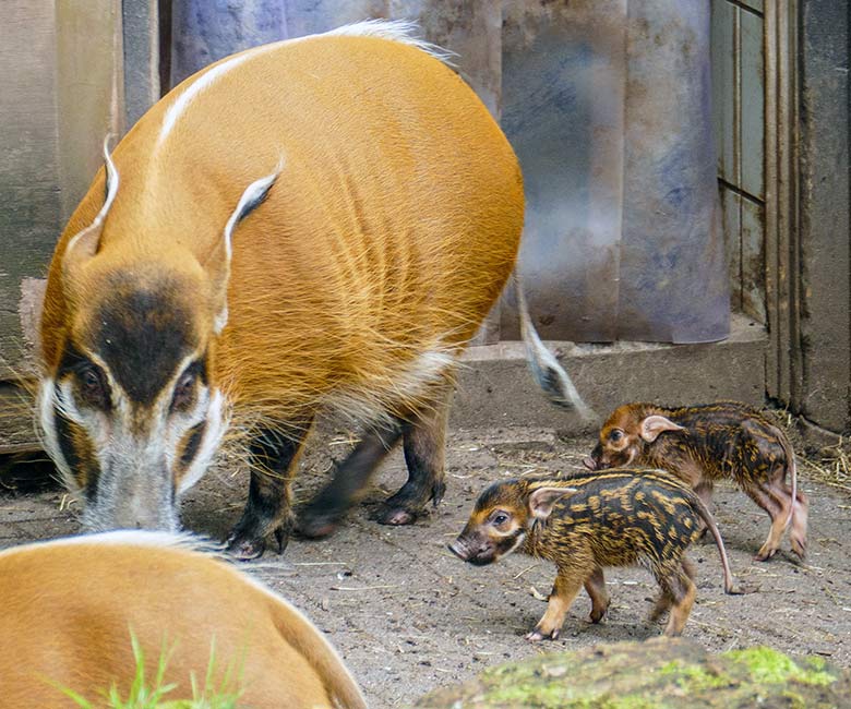 Pinselohrschwein mit Jungtieren am 7. Juni 2022 auf der oberen Außenanlage im Wuppertaler Zoo