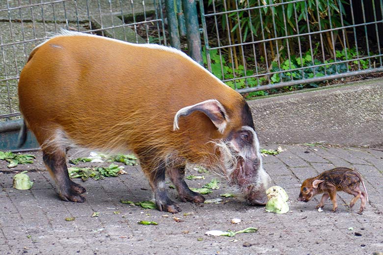 Pinselohrschwein mit Jungtier am 7. Juni 2022 auf der oberen Außenanlage im Zoo Wuppertal