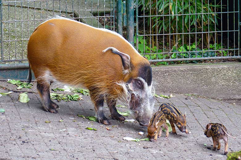 Pinselohrschwein mit Jungtieren am 7. Juni 2022 auf der oberen Außenanlage im Grünen Zoo Wuppertal