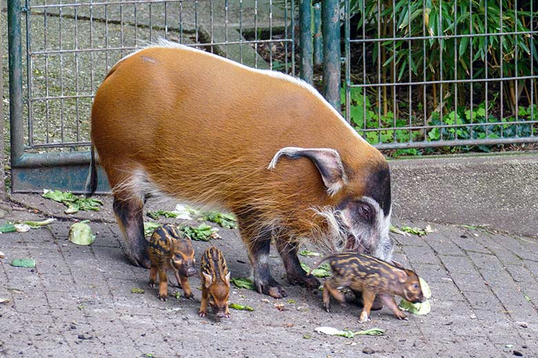 Pinselohrschwein mit Jungtieren am 7. Juni 2022 auf der oberen Außenanlage im Zoologischen Garten der Stadt Wuppertal
