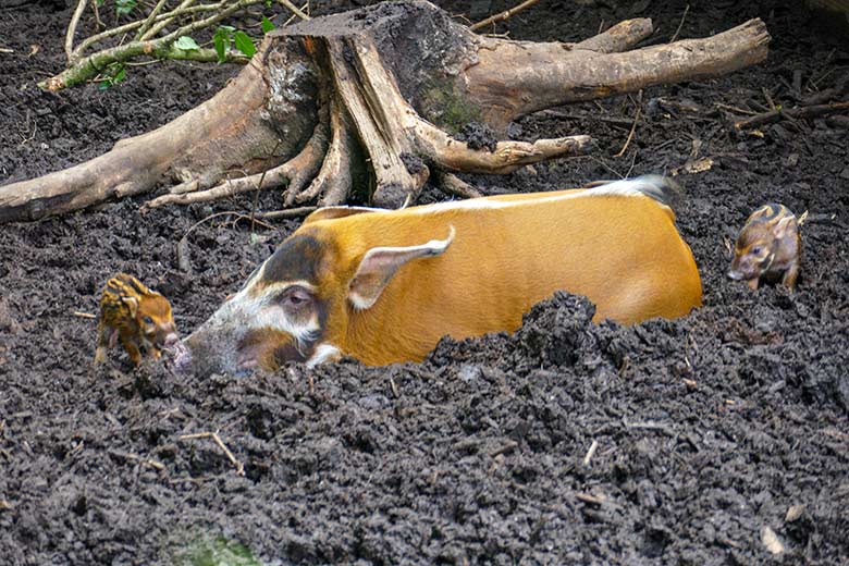 Adultes weibliches Pinselohrschwein mit zwei der sechs Pinselohrschwein-Ferkel am 10. Juni 2022 im Zoologischen Garten der Stadt Wuppertal