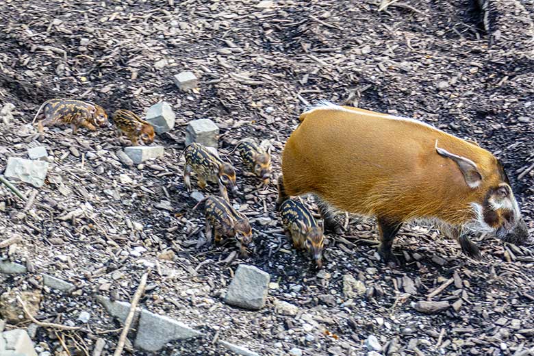 Pinselohrschwein mit den sechs Pinselohrschwein-Ferkeln am 10. Juni 2022 im Wuppertaler Zoo