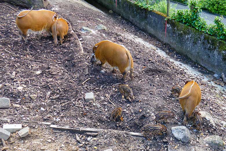 Die derzeit zehn Pinselohrschweine am 10. Juni 2022 im Zoo Wuppertal