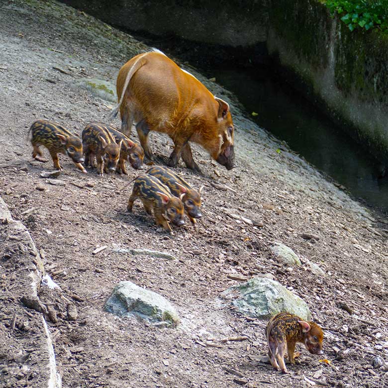 Adultes weibliches Pinselohrschwein mit den sechs Pinselohrschwein-Ferkeln am 12. Juni 2022 im Grünen Zoo Wuppertal