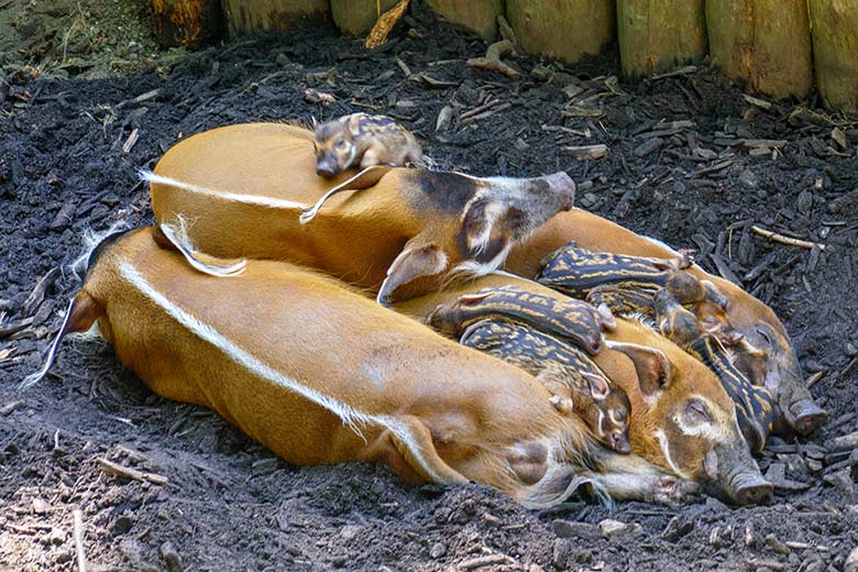 Alle zehn Pinselohrschweine am 14. Juni 2022 auf der oberen Außenanlage im Zoologischen Garten Wuppertal