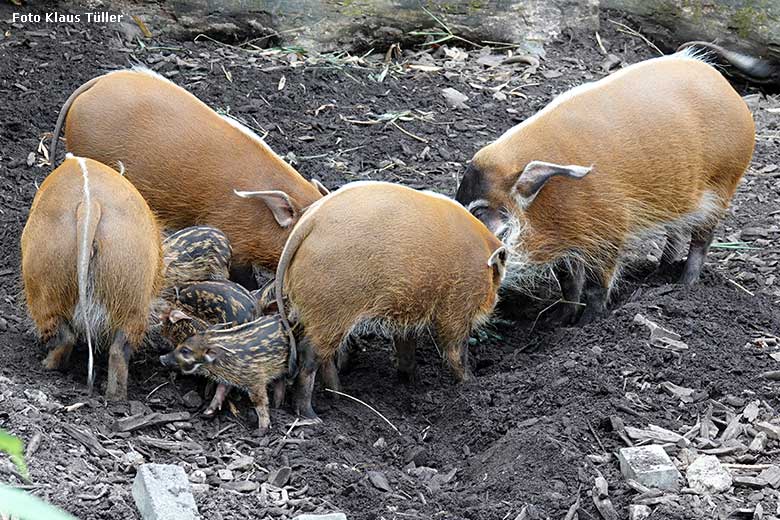 Pinselohrschweine mit Jungtieren am 26. Juni 2022 auf der unteren Außenanlage im Grünen Zoo Wuppertal (Foto Klaus Tüller)