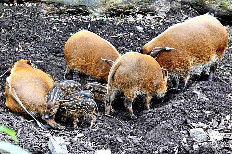 Pinselohrschweine mit Jungtieren am 26. Juni 2022 auf der unteren Außenanlage im Zoologischen Garten der Stadt Wuppertal (Foto Klaus Tüller)