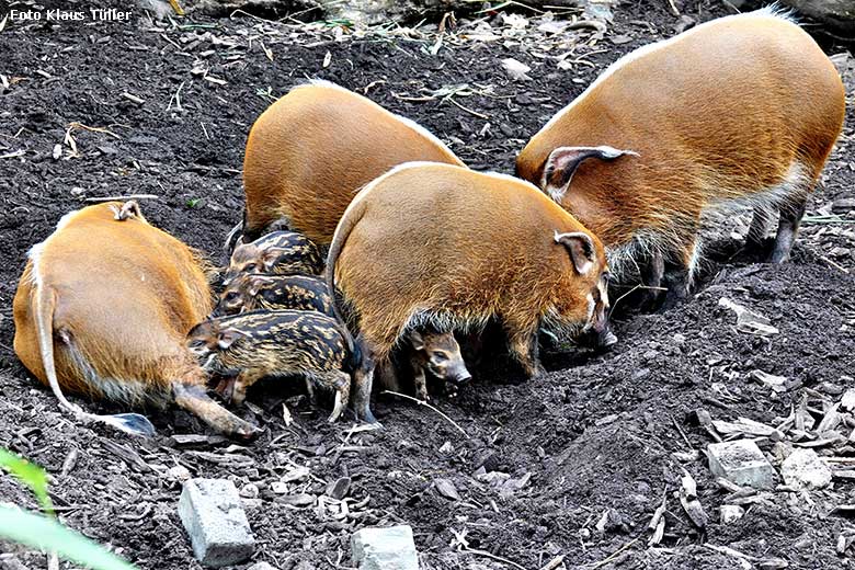 Pinselohrschweine mit Jungtieren am 26. Juni 2022 auf der unteren Außenanlage im Wuppertaler Zoo (Foto Klaus Tüller)