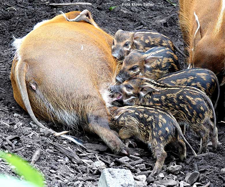 Pinselohrschweine mit Jungtieren am 26. Juni 2022 auf der unteren Außenanlage im Grünen Zoo Wuppertal (Foto Klaus Tüller)