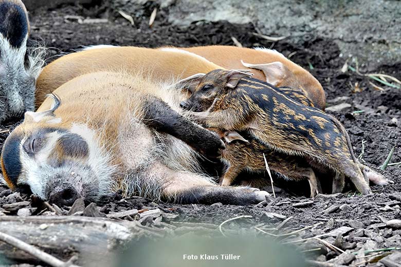 Pinselohrschweine mit Jungtieren am 26. Juni 2022 auf der unteren Außenanlage im Zoologischen Garten Wuppertal (Foto Klaus Tüller)