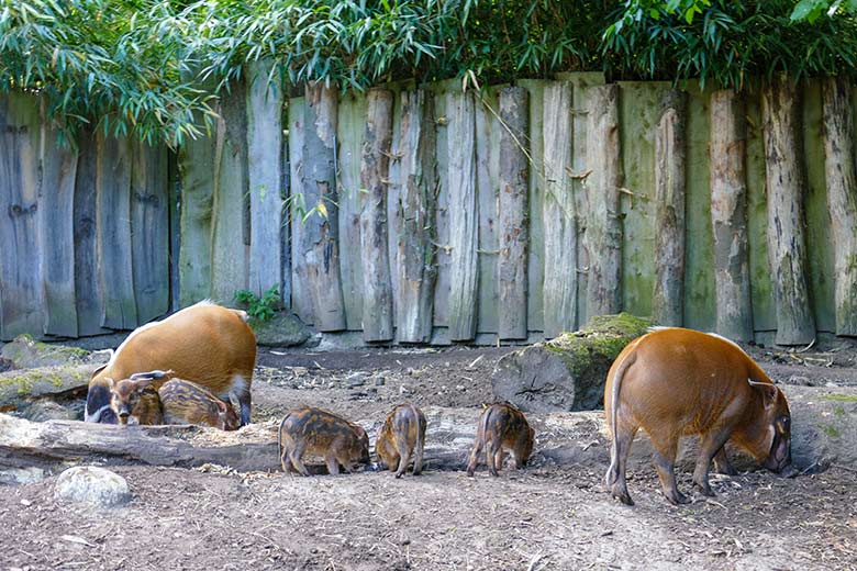 Pinselohrschweine mit fünf Ferkeln am 2. Juli 2022 auf der unteren Außenanlage im Grünen Zoo Wuppertal