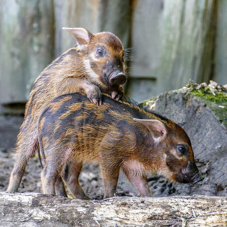 Pinselohrschwein-Jungtiere am 2. Juli 2022 auf der unteren Außenanlage im Zoo Wuppertal