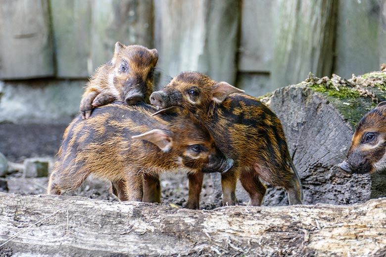 Pinselohrschwein-Jungtiere am 2. Juli 2022 auf der unteren Außenanlage im Wuppertaler Zoo