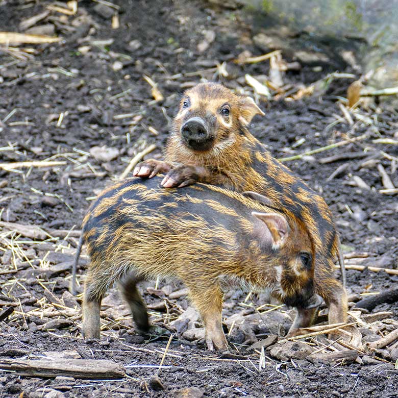 Pinselohrschwein-Jungtiere am 2. Juli 2022 auf der unteren Außenanlage im Grünen Zoo Wuppertal