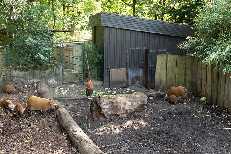 Pinselohrschweine am 24. August 2022 auf der Außenanlage im Grünen Zoo Wuppertal