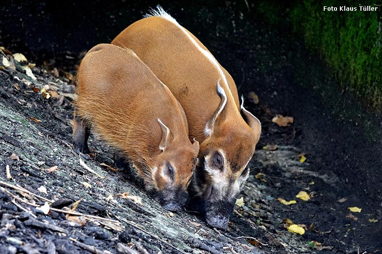 Pinselohrschweine am 11. September 2022 auf der Außenanlage im Wuppertaler Zoo (Foto Klaus Tüller)