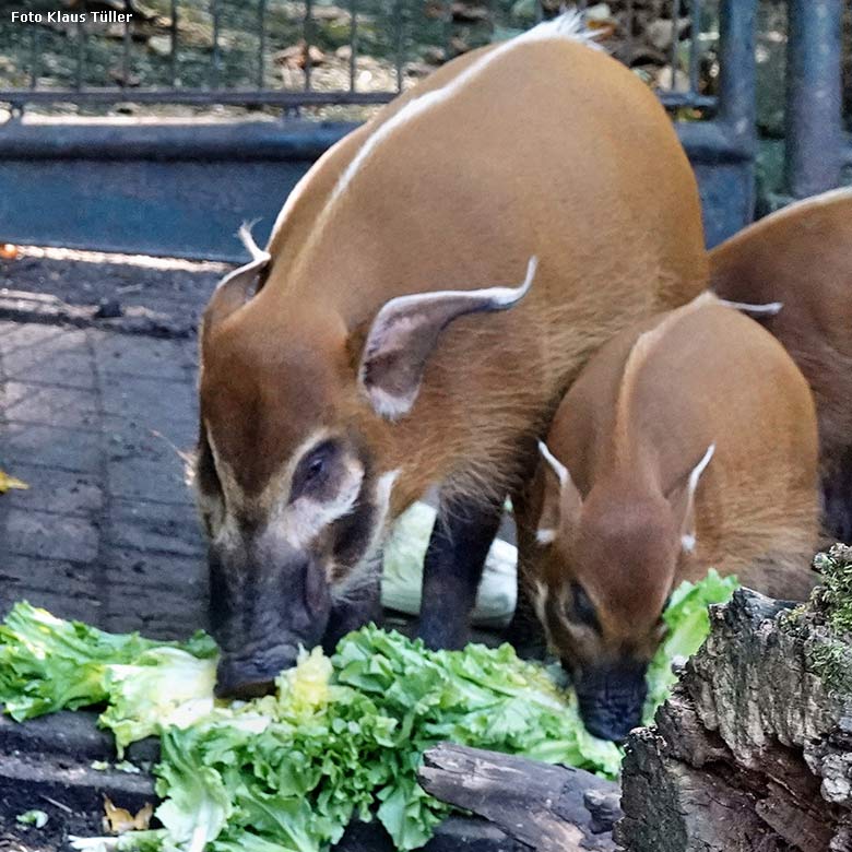 Pinselohrschweine am 13. September 2022 auf der Außenanlage im Grünen Zoo Wuppertal (Foto Klaus Tüller)