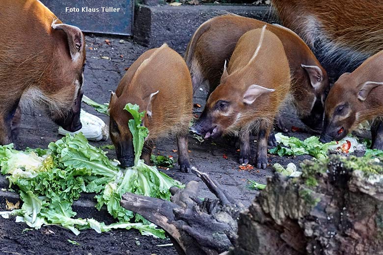 Pinselohrschweine am 13. September 2022 auf der Außenanlage im Zoologischen Garten Wuppertal (Foto Klaus Tüller)