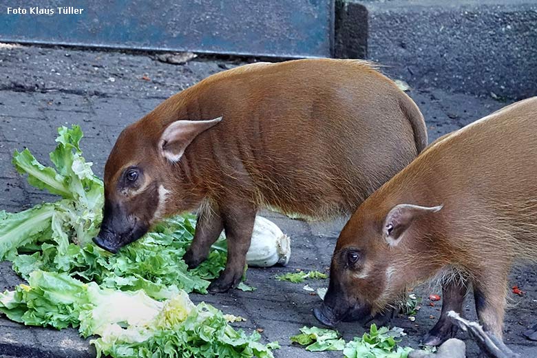 Pinselohrschweine am 13. September 2022 auf der Außenanlage im Zoo Wuppertal (Foto Klaus Tüller)
