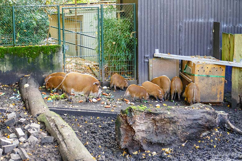 Neun Pinselohrschweine am 16. Oktober 2022 vor dem Stallgebäude auf der oberen Außenanlage im Grünen Zoo Wuppertal