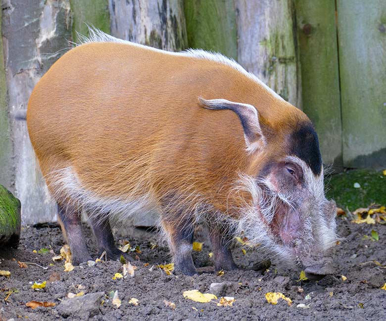 Pinselohrschwein-Zucht-Eber EBERHART am 16. Oktober 2022 auf der unteren Außenanlage im Wuppertaler Zoo