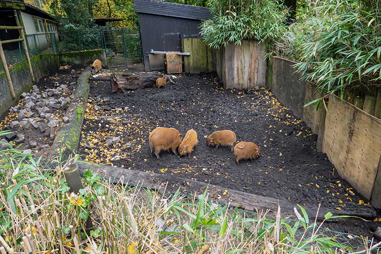 Pinselohrschweine am 17. Oktober 2022 auf der oberen Außenanlage im Grünen Zoo Wuppertal
