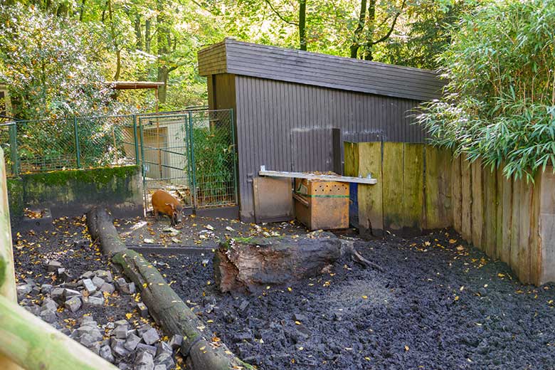 Für den Zoo Salzburg vorgesehener Pinselohrschwein-Jung-Eber am 18. Oktober 2022 neben der Transport-Kiste vor dem Stallgebäude allein auf der oberen Außenanlage im Zoo Wuppertal