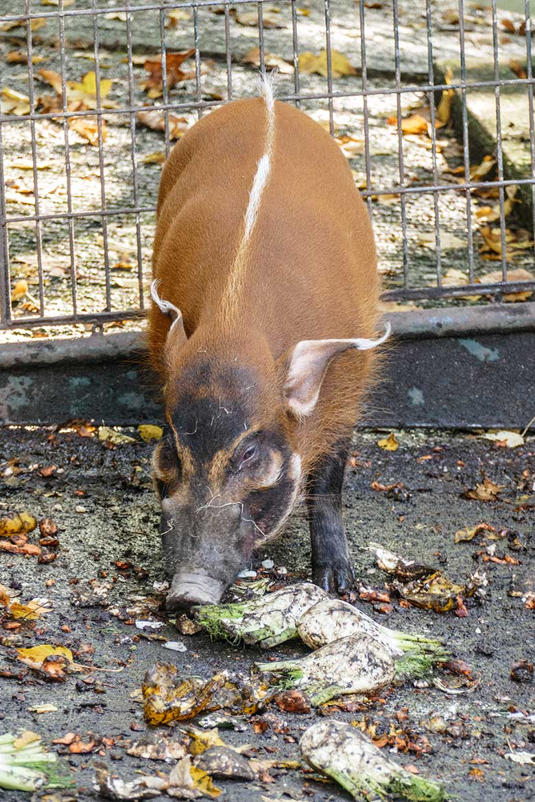 Für den Zoo Salzburg vorgesehener Pinselohrschwein-Jung-Eber am 18. Oktober 2022 neben dem Stallgebäude allein auf der oberen Außenanlage im Wuppertaler Zoo