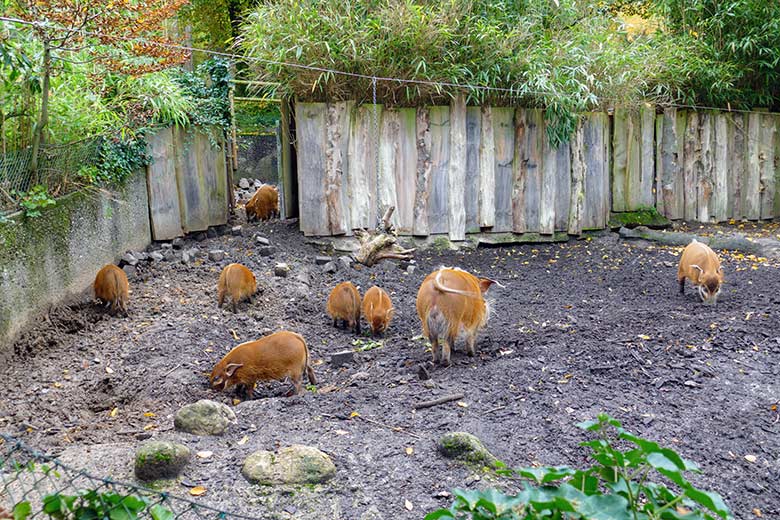 Pinselohrschweine am 22. Oktober 2022 auf der unteren Außenanlage im Grünen Zoo Wuppertal