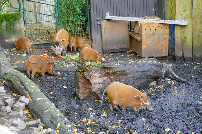 Pinselohrschweine am 22. Oktober 2022 vor dem Stallgebäude auf der oberen Außenanlage im Zoologischen Garten der Stadt Wuppertal