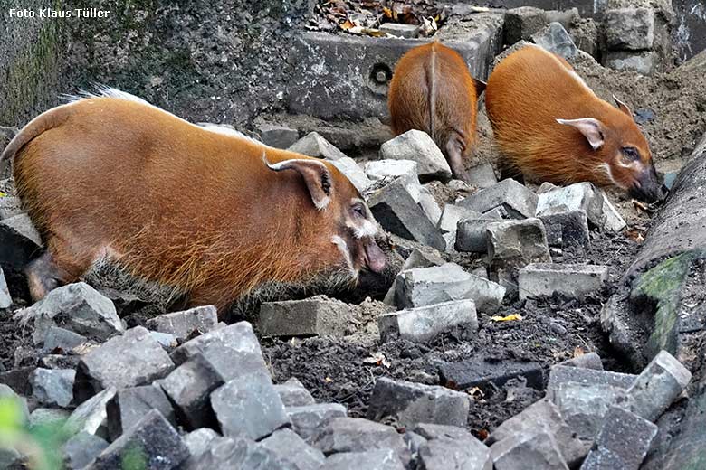 Pinselohrschweine am 6. November 2022 auf der oberen Außenanlage im Grünen Zoo Wuppertal (Foto Klaus Tüller)