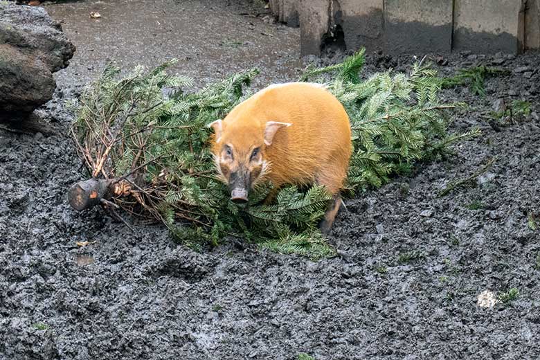 Pinselohrschwein an einem Nadelbaum am 18. Februar 2023 auf der oberen Außenanlage im Zoo Wuppertal