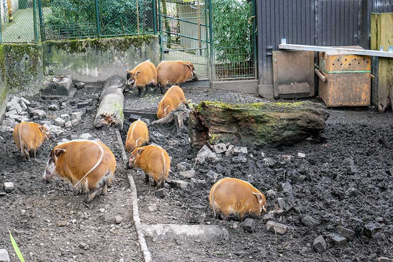 Acht Pinselohrschweine am 22. März 2023 auf der oberen Außenanlage im Grünen Zoo Wuppertal. Vor dem Stall-Gebäude steht seit einigen Wochen eine Transport-Kiste